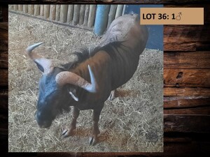 1 X BLOUWILDEBEESBUL/BLUE WILDEBEEST BULL