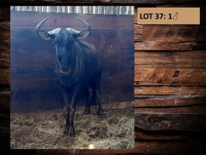 1 X BLOUWILDEBEESBUL/BLUE WILDEBEEST BULL