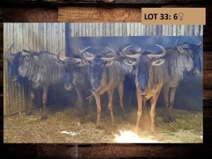 5 X BLOUWILDEBEESKOEI/BLUE WILDEBEEST COW (PER PIECE TO TAKE THE LOT)