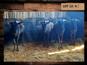 4 X BLOUWILDEBEESBUL/BLUE WILDEBEEST BULL (PER PIECE TO TAKE THE LOT)