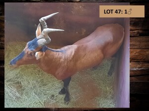 1 X ROOIHARTBEESBUL/RED HEARTBEES BULL