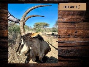 1 X SWARTWITPENSBUL/SABLE BULL L/H - 43 3/8” R/H - 43 2/8”.