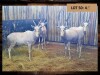 4 X WIT BLESBOK/WHITE BLESBUCK (PER PIECE TO TAKE THE LOT)