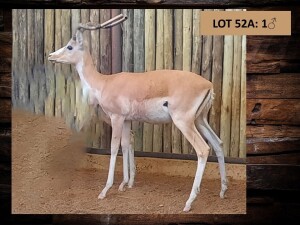 1 X WHITE FLANK ROOIBOKRAM /IMPALA RAM - ADULT