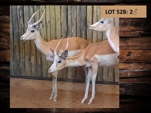 2 X WHITE FLANK ROOIBOKRAM/IMPALA RAM - KNYPKOPPE (PER STUK OM LOT TE NEEM)