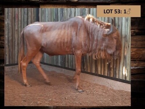 1 X &nbsp;GOUE WILDEBEESBUL/ GOLDEN WILDEBEEST B
