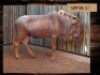 1 X &nbsp;GOUE WILDEBEESBUL/ GOLDEN WILDEBEEST B