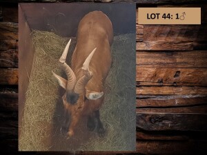 1 X ROOIHARTBEESBUL/RED HEARTBEES BULL