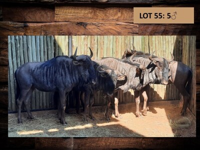 5 X BLOUWILDEBEESBUL /BLUE WILDEBEEST BULL (PER PIECE TO TAKE THE LOT)