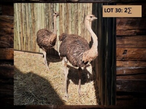 2 X VOLSTRUIS/OSTRICH (PER PIECE TO TAKE THE LOT)