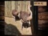 2 X VOLSTRUIS/OSTRICH (PER PIECE TO TAKE THE LOT)