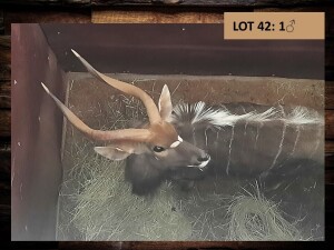 1 X NJALABUL/NYALA BULL