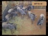 8 X BLOUWILDEBEESBUL JONK/BLUE WILDEBEEST BULL YOUNG (PER PIECE TO TAKE THE LOT)