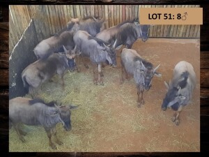 8 X BLOUWILDEBEESBUL JONK/BLUE WILDEBEEST BULL YOUNG (PER PIECE TO TAKE THE LOT)