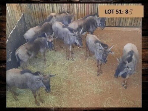 8 X BLOUWILDEBEESBUL JONK/BLUE WILDEBEEST BULL YOUNG (PER PIECE TO TAKE THE LOT)