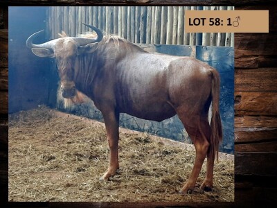 1 X GOUE WILDEBEESBUL/ GOLDEN WILDEBEEST BULL