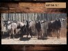 5 X BLOUWILDEBEESBUL/BLUE WILDEBEEST BULL (PER PIECE TO TAKE THE LOT)