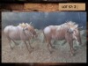 2 X GOUE WILDEBEESKOEI/ GOLDEN WILDEBEEST COW (PER STUK OM LOT TE NEEM)