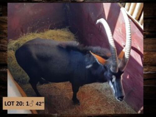 1 X SWARTWITPENSBUL/SABLE BULL 42&rdquo;& 40 1/2&rdquo;&nbsp;