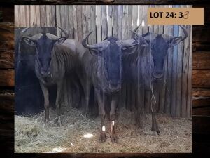 3 X BLOUWILDEBEESBUL /BLUE WILDEBEEST BULL (PER PIECE TO TAKE THE LOT)