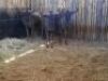 3 X BLOUWILDEBEESBUL /BLUE WILDEBEEST BULL (PER PIECE TO TAKE THE LOT) - 2