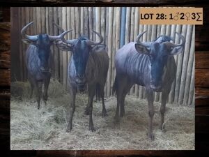 3 X BLOUWILDEBEES/BLUE WILDEBEEST (PER PIECE TO TAKE THE LOT)