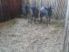 3 X BLOUWILDEBEES/BLUE WILDEBEEST (PER PIECE TO TAKE THE LOT) - 2