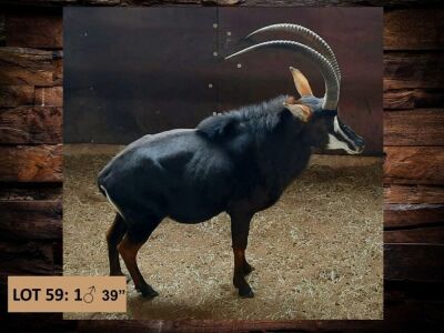 1 X SWARTWITPENSBUL/SABLE BULL 39” &  38 1/2”