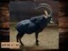1 X SWARTWITPENSBUL/SABLE BULL 39&rdquo; & &nbsp;38 1/2&rdquo;