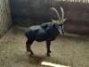 1 X SWARTWITPENSBUL/SABLE BULL 39&rdquo; & &nbsp;38 1/2&rdquo; - 2
