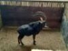 1 X SWARTWITPENSBUL/SABLE BULL 39&rdquo; & &nbsp;38 1/2&rdquo; - 3