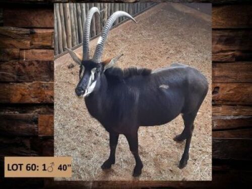 1 X SWARTWITPENSBUL/SABLE BULL 40&rdquo;& 40&rdquo;&nbsp;