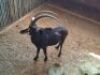 1 X SWARTWITPENSBUL/SABLE BULL 40&rdquo;& 40&rdquo;&nbsp; - 2