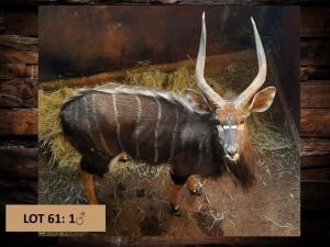 1 X NJALABUL/NYALA BULL