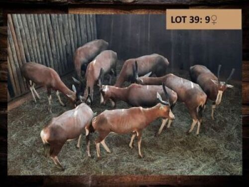 9 X BLESBOKOOI/BLESBUCK EWE (PER PIECE TO TAKE THE LOT)