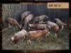9 X BLESBOKOOI/BLESBUCK EWE (PER PIECE TO TAKE THE LOT)