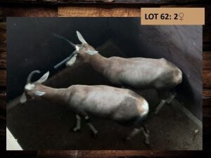 4 X BLESBOKOOI/BLESBUCK EWE (PER PIECE TO TAKE THE LOT)