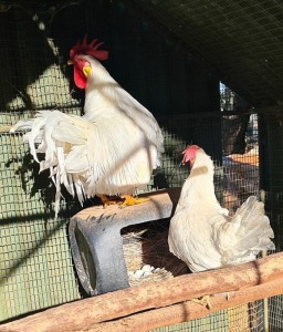 2 X WIT LEGHORN HOENDER MALE & FEMALE MOHIMBA (Per Piece to take the lot) 