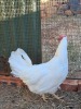 2 X WIT LEGHORN HOENDER MALE & FEMALE MOHIMBA (Per Piece to take the lot) - 2