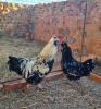 2 X HERERO HOENDER MALE & FEMALE MOHIMBA (Per Piece to take the lot)