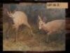 4 X DUIKER PAAR(PER STUK OM LOT TE NEEM) - 2