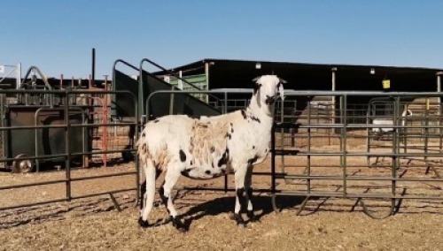 1 X DAMARA SHEEP EWE OCHRE - DAMARA