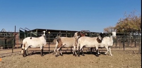 4 X F 1 DAMARA X MEATMASTER SKAAP EWE OCHRE - MEATMASTER (Per Piece to take the lot) 