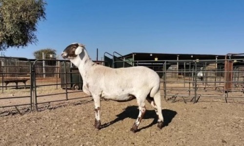 1 X DAMARA SHEEP EWE OCHRE - DAMARA 