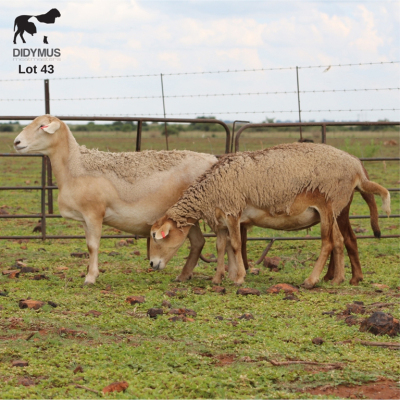 LOT 43 3X MEATMASTER OOI/EWE CHRISTOF GROBLER : 0837812076