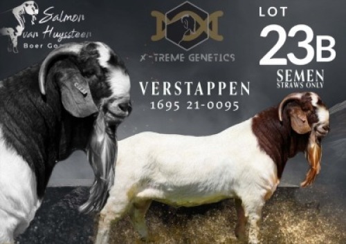 10 X BOER GOAT SEMEN STRAW Salmon van Huyssteen Boer Goat Stud (Per piece to take the lot)