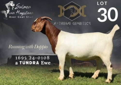1 X BOER GOAT FLOCK ON TEAT AND COLOUR DOE Salmon van Huyssteen Boer Goat Stud