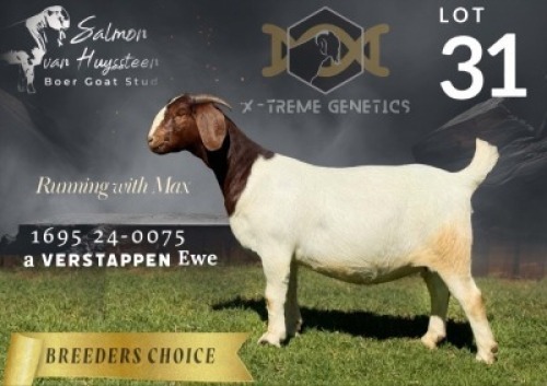1 X BREEDERS CHOICE BOER GOAT FLOCK ON TEAT AND COLOUR PREGNANT DOE Salmon van Huyssteen Boer Goat Stud