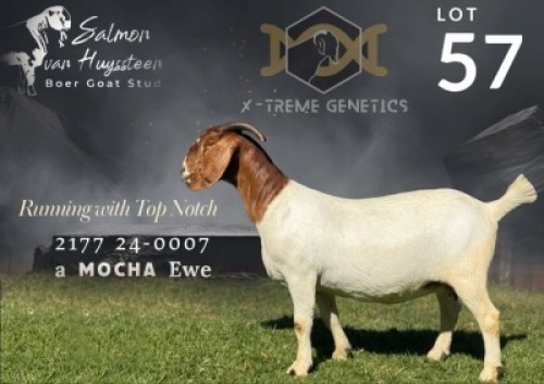 1 X BOER GOAT FLOCK COLOUR DOE Salmon van Huyssteen Boer Goat Stud