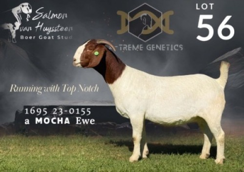 1 X BOER GOAT FLOCK TEATS DOE Salmon van Huyssteen Boer Goat Stud